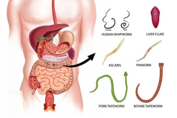 Exploring Niclosamide 500mg for Intestinal Parasites